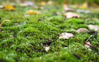 Little World, Macro, Photo, Photography, Фото, Макро, Мальенкий Мир, 2014, Moss, Мох, Микромир, Природа, Nature, Растения, Plants, Amateur, Любительское