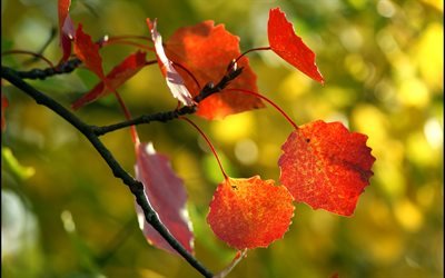 foliage, макро, осень, листья, fall, дерево, close-up, tree