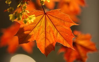 maple, листья, макро, клен, foliage, осень, fall, close-up