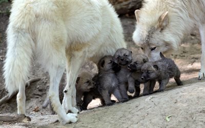 стая волков, семья, волки, маленькие волки, зграя вовків, сім'я, вовки, маленькі вовки