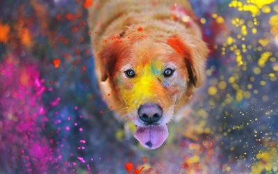 фон, фестиваль красок, цветной пес, настроения