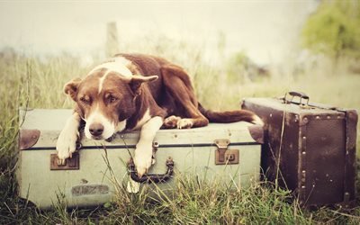 пёс, чемодан