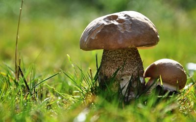 bokeh, mushrooms, боке, трава, grass, грибы, mushroom, leg, ножка, гриб, макро, close-up