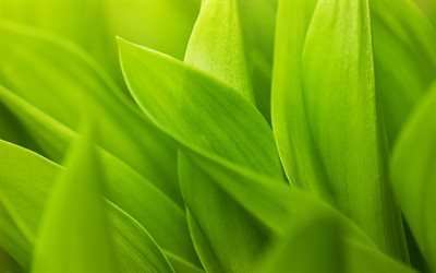 листья, wallpaper green, зелёный, foliage, обои зелень, макро обои, close-up wallpaper, green