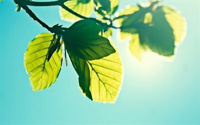 солнце, листва, небо, foliage, sky, sun