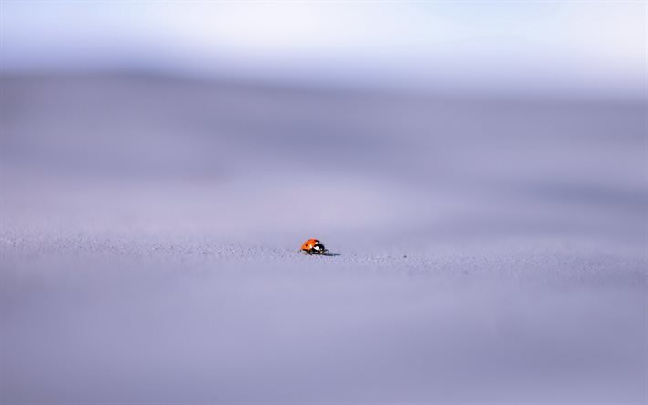 макро, фон, коровка, close-up, background, ladybug