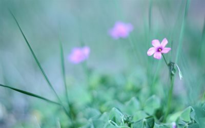 цвет, макро, трава, цветок, зелень, розовый, color, close-up, grass, flower, greens, pink