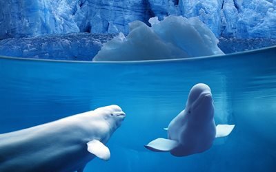 белуха, лед, дельфин, white whale, ice, dolphin