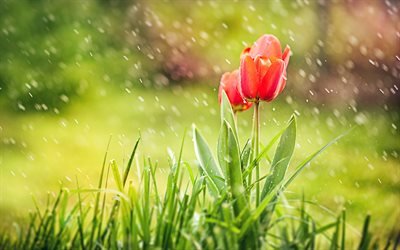 дождь, красный тюльпан, весна, цветы