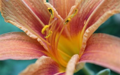 макро, close-up, flower, цветок, лилия, lily