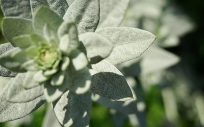 зеленый, макро, стебель, green, close-up, stem