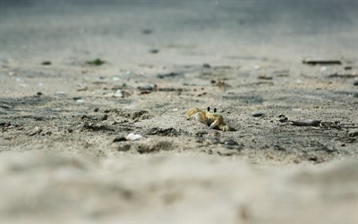 sand, песок, пляж, beach, crab, краб, животные, animals