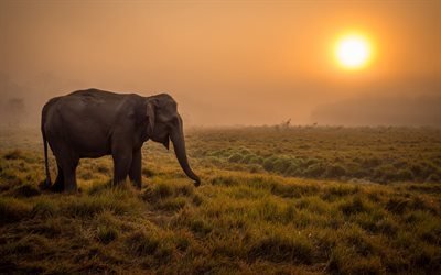 слоник, Африка, дикая природа, закат, саванна, слон