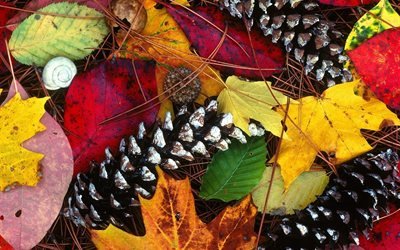 красота, краски, осень, шишки, листья, beauty, paint, fall, cones, foliage
