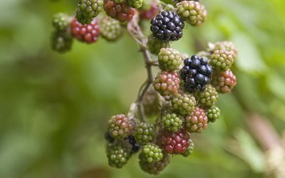 ветка, созревание, ягоды, maturation, branch, berries