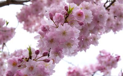 цветение, сакура, весна, цветы вишни