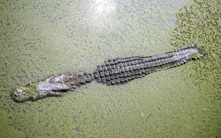 Большой, Крокодил, Трава, Таиланд