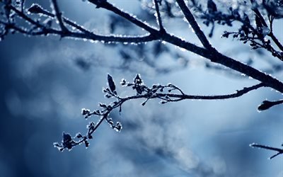 снег, холод, зима, ветка, обои природа, мороз, nature wallpapers, frost, snow, cold, winter, branch