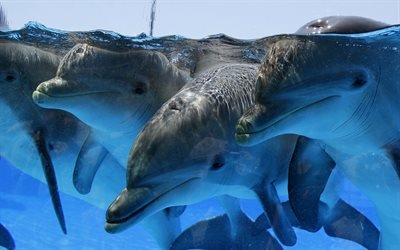 дельфины, под водой, море, дельфинчики