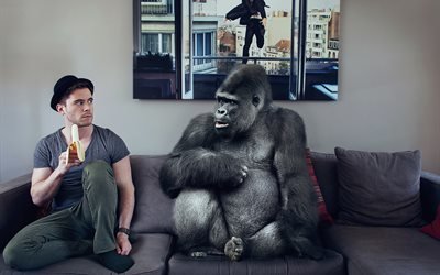 мужчина, комната, диван, обезьяна, горилла, животное, стена, картина