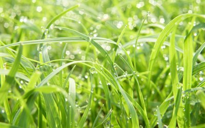 трава, макро, свежесть, роса, капли, зелень, close-up, grass, freshness, dew, greens, drops