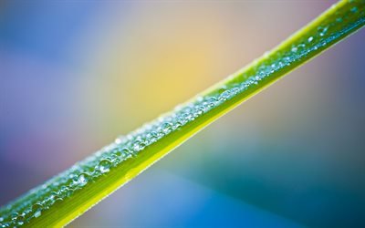 капли, мостик, sheet, лист, макро, close-up, drops, bridge