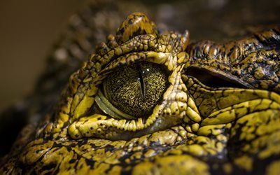 крокодил, eye, глаз, макро, close-up, crocodile