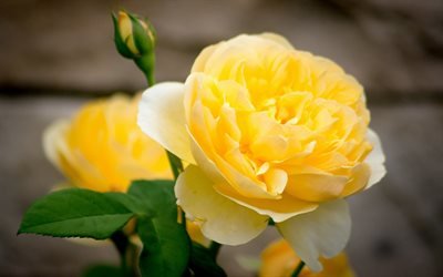 жовті квіти, троянди, жовта троянда, букет з троянд, жёлтые цветы, розы, жёлтая роза, букетик из роз