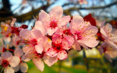 природа, весна, ветка, цветы, вишня, сакура