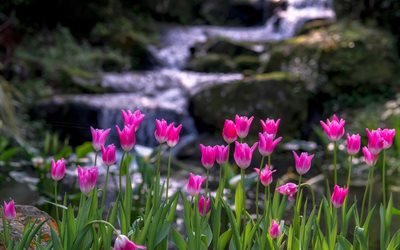 природа, цветы, тюльпаны, камни, ручей, вода