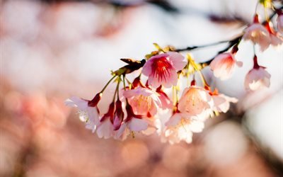 природа, весна, ветка, вишня, сакура, цветы