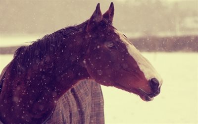 зима, снег, обои, конь, животные, фон, horse, animals, winter, snow, wallpaper, background