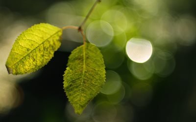 растения, боке, обои, зелень, макро, фон, close-up, background, plants, bokeh, wallpaper, greens