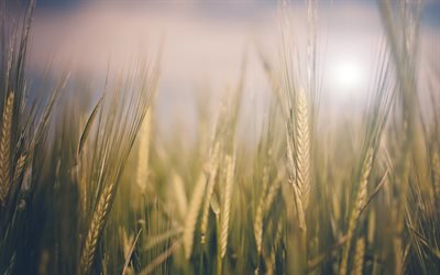пшеница, природа, field, nature, поле, колоски, spikelets, wheat