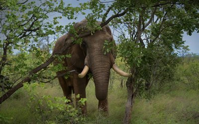большой слон, Африка, слоник, фото слонов