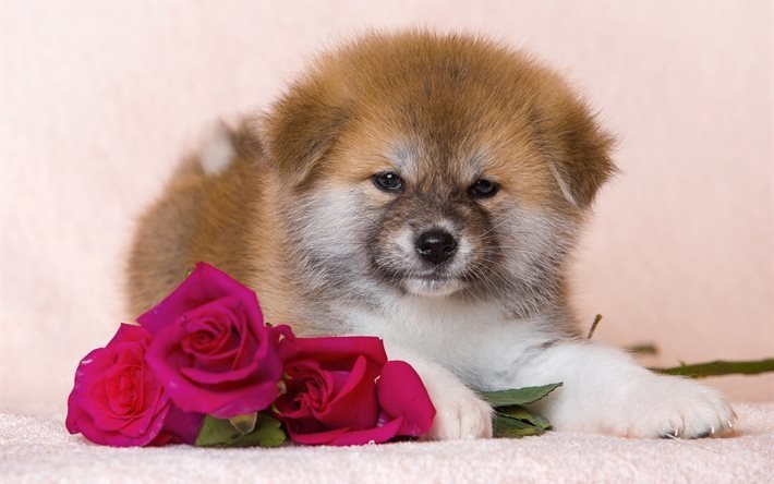 собака, пёс, щенок, животное, цветы, розы