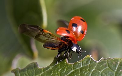 макро, природа, лист, жук, божья коровка