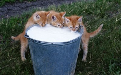 настроения, обои, фон, ведро с молоком, котята, кошки, пьют молоко