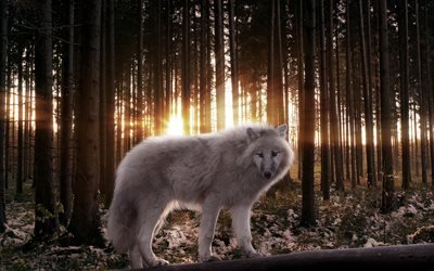 белый волк, лес, арт