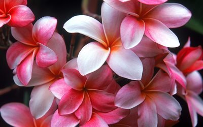 garden, красота, beauty, сад, цветы, flowers