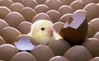 настроения, фон, обои, цыпленок из яйца, птенец, малыш