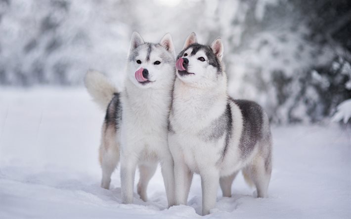 хаски, зима, снег, щенки, собаки