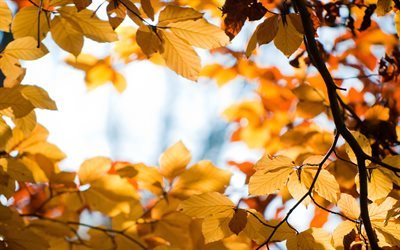 fall, листья, foliage, осень, ветка, branch