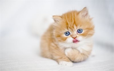 рыжий котик, котенок, голубые глаза, коты