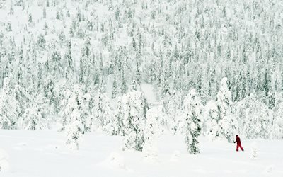 лыжница, беговые лыжи, лес покрытый снегом, много снега, лижниця, бігові лижі, ліс покритий снігом, багато снігу