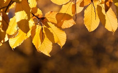 блики, осень, листья, солнце, жёлтые, веточка, glare, fall, foliage, sun, yellow, twig