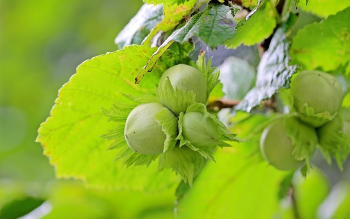 лещинные орехи, лещина, незрелые плоды, лист ореха, зеленый