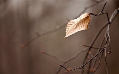 осень, ветка, листок, branch, sheet, fall
