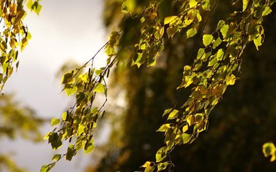 осень, branch, макро, ветки, береза, birch, fall, foliage, листья, close-up