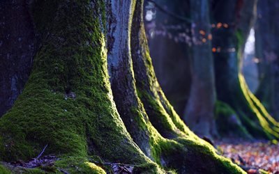 дерево, мох, природа, макро, moss, close-up, nature, tree